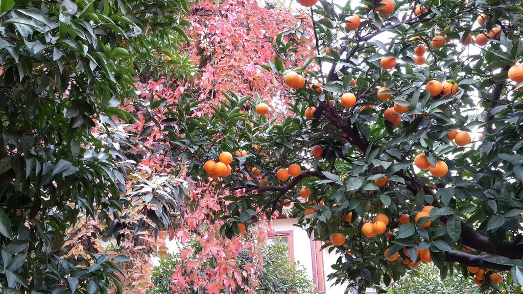 Citrus Garden Hotel Antália Exterior foto